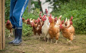 Poules élevées en plein air