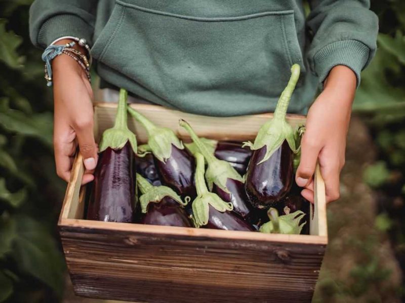 Aubergines