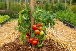 Comment cultiver des tomates anciennes